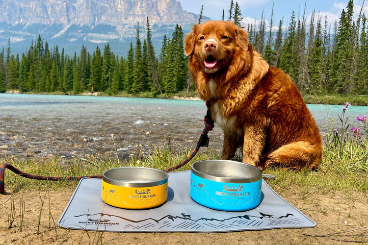 Dog Accessories