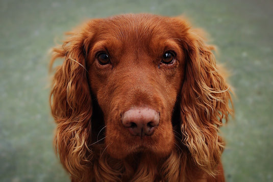 Helping Hearts, Helping Paws Benefits