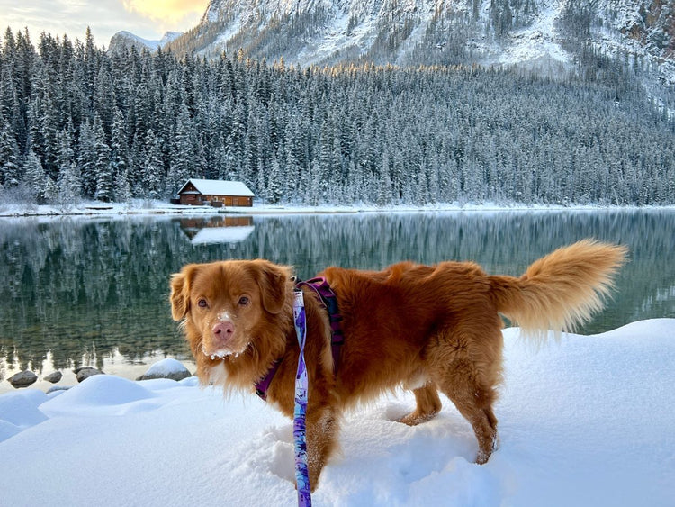 11 Essentials for Winter Hiking with Your Dog