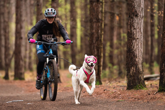 How to Get Your Dog Comfortable Wearing Goggles