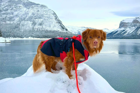 Do Dogs Need Winter Coats? A Guide to Keeping Your Dog Warm and Safe