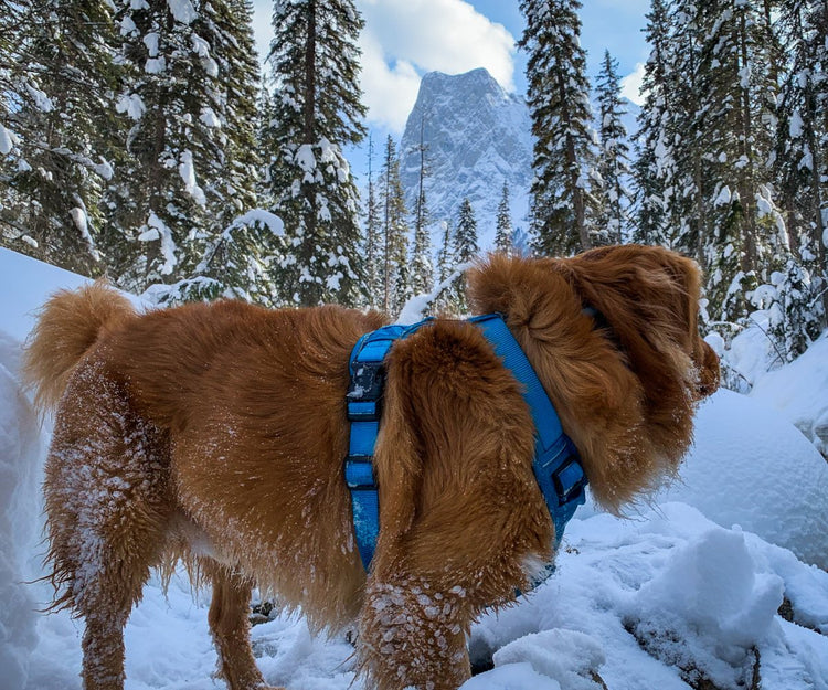 Lookbook - Emerald Lake