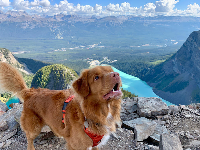 Tips for Summer Hiking with Your Dog in the Time of Social Distancing