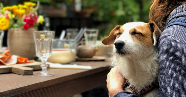 Our Absolute Favourite Dog-Friendly Patios in Calgary & Beyond