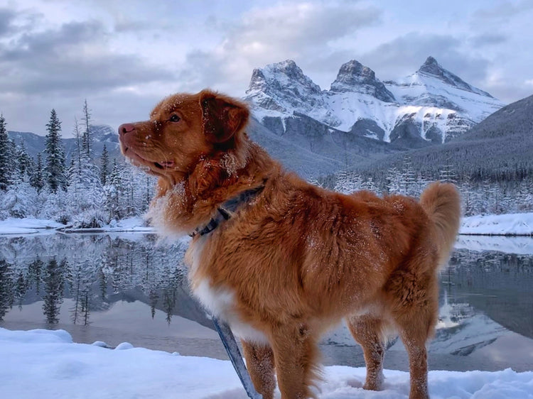 duck toller dog three sister mountain alberta