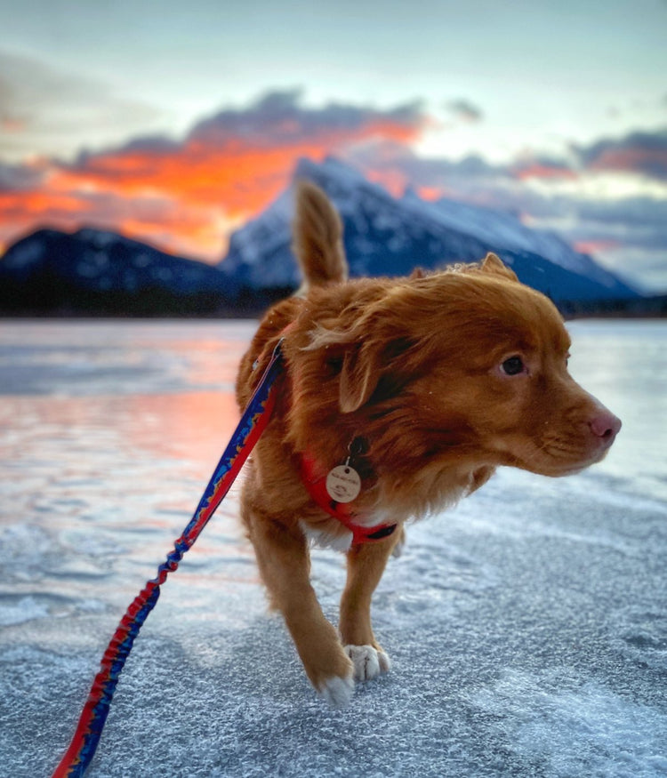 dog sunrise rundle mountain banff alberta