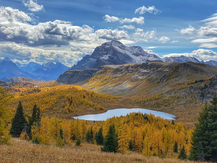 8 Larch Hikes To Do With Your Dog In Alberta