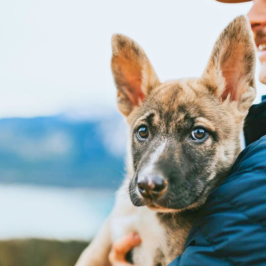National Rescue Dog Day
