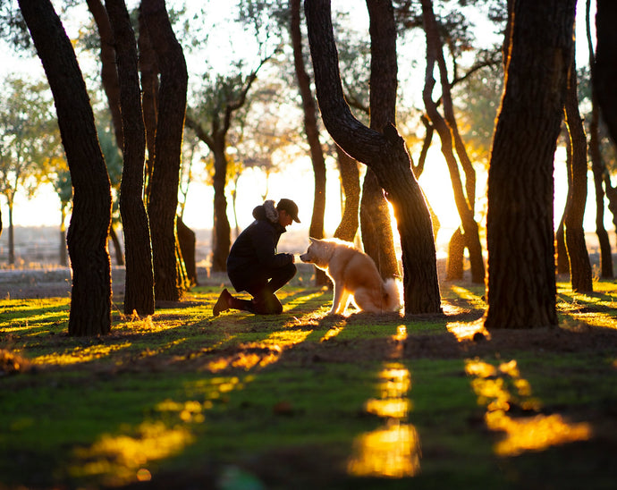 Best Off-Leash Dog Parks in Saskatchewan