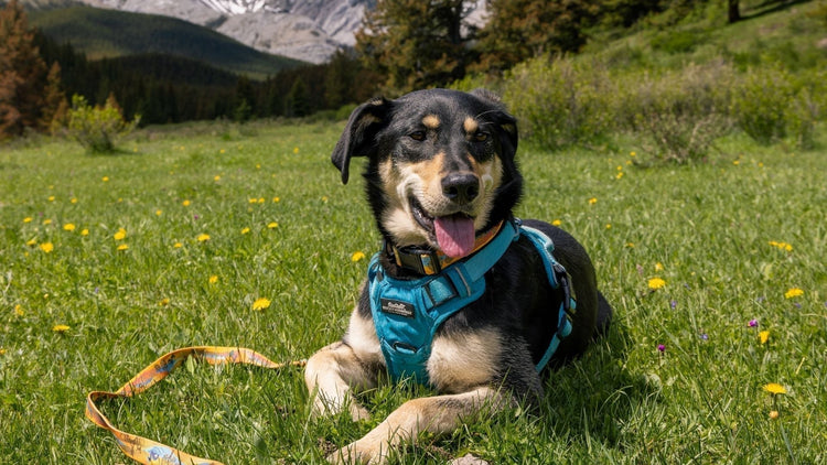 Rocky Mountain Dog Expands All Mountain Collection with New Okanagan-Inspired Leash and Collar