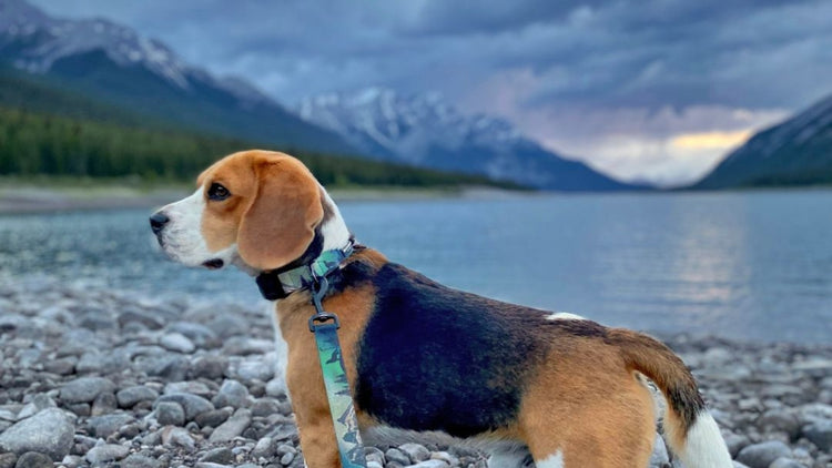 The Best Leashes for Dogs That Pull Rocky Mountain Dog