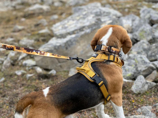 5 Must-Have Harness Features for Your Next Dog-Friendly Hike