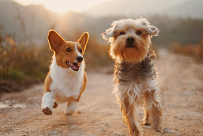 Best Off-Leash Dog Parks in Manitoba