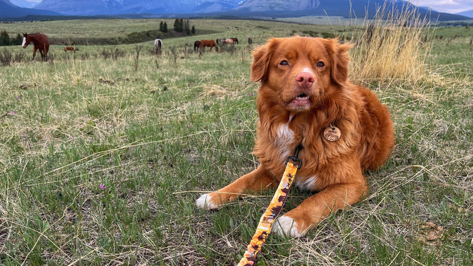 Yellowstone National Park Inspiring A New Design At RMD