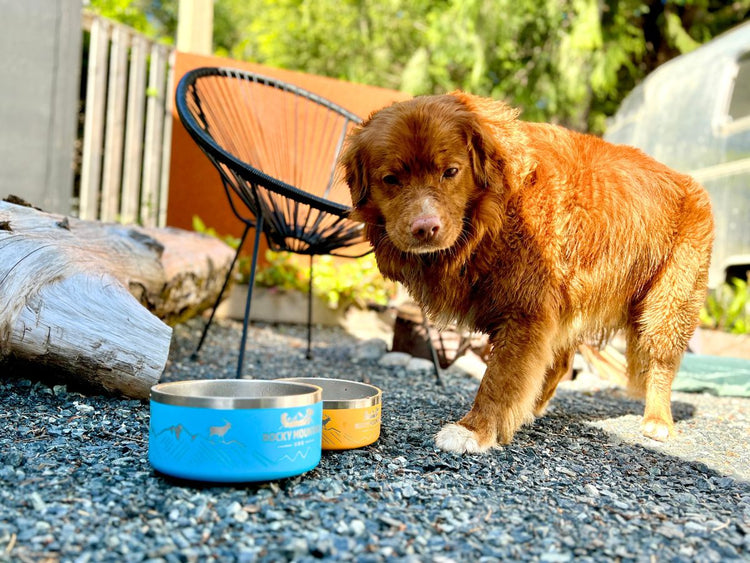 dog eating out of dog bowls camping