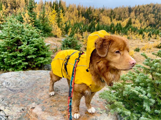 dog hiking at larch valley, banff, lake louise in rain jacket