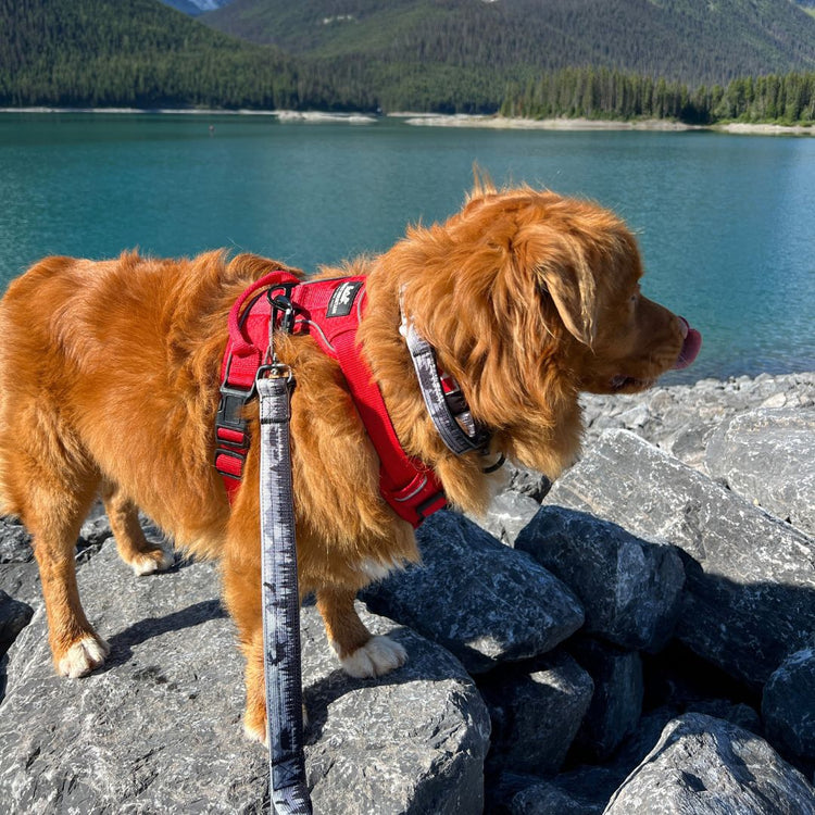 Tactical Dog Gear