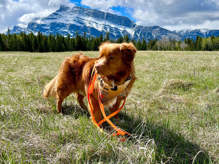 dog wearing bandana banff national park