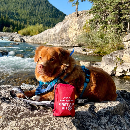 Dog Safety First Aid Field Guide and Safety Gear For Dogs