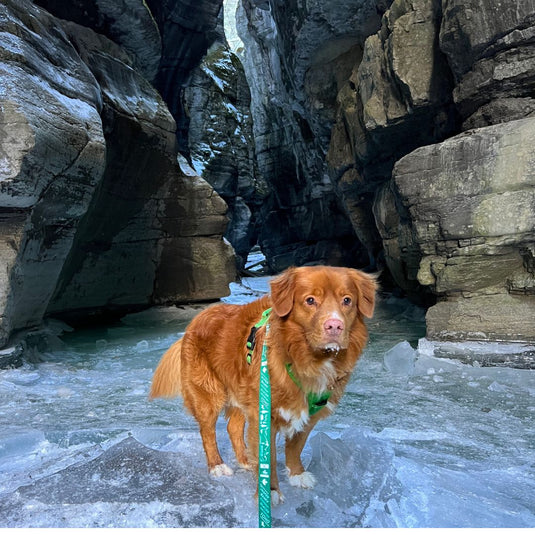 Canadian Rockies Dog Leash