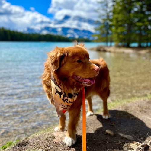 dog wearing jasper bandana at two jack lake banff alberta