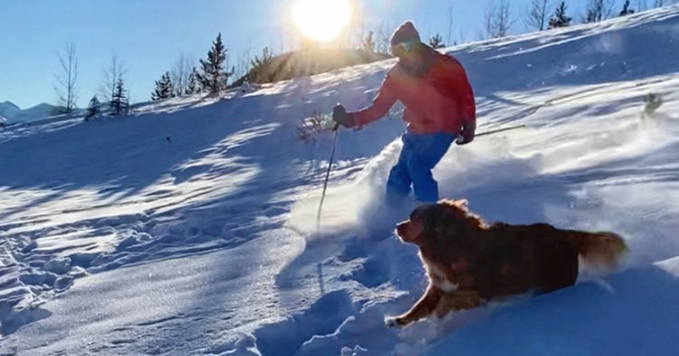 Dog Ski Gear