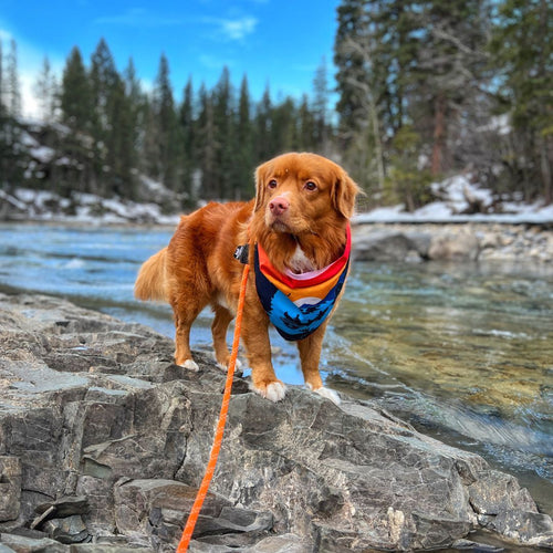 Banff Bandana