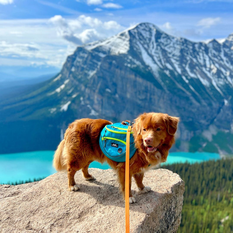 Load image into Gallery viewer, Mountaineer Dog Backpack &amp; Stand-Alone Harness
