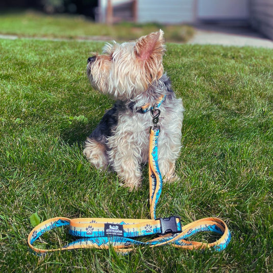 Paw Mountain Dog Leash
