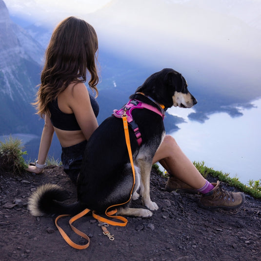 Hot Dog Summer: Dog gear essentials for Summer activities with your dog