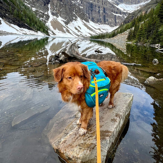 Mountaineer Dog Backpack & Stand-Alone Harness