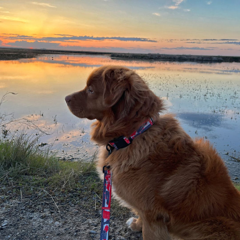 Load image into Gallery viewer, brown nova scotia duck tolling retriever sitting on a leash next to a body of water
