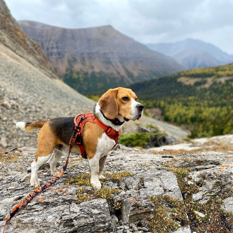 Load image into Gallery viewer, Ranger All Mountain Dog Leash
