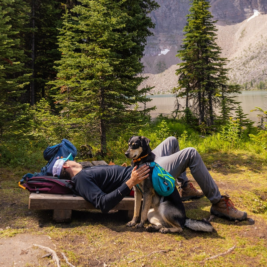 Complete Guide To Summer Camping With Your Dog