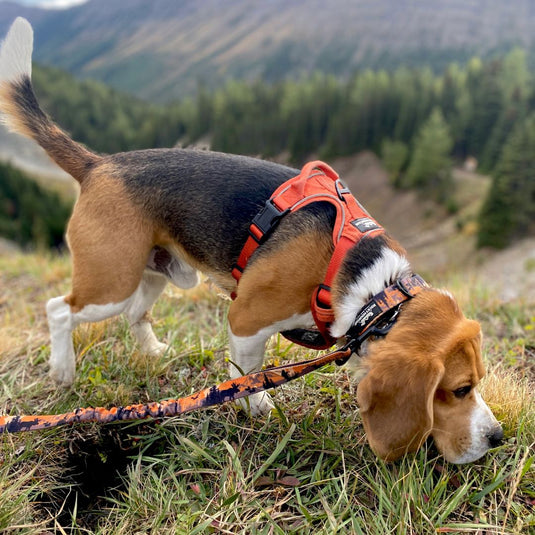 Ranger Alpine Collar