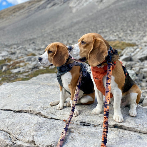 Ranger All Mountain Dog Leash