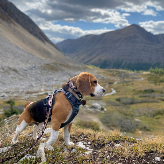 Ranger Alpine Collar