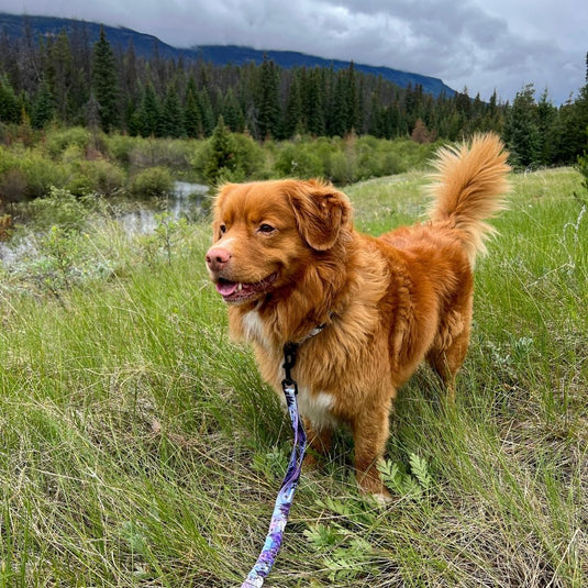 brown nova scotia duck tolling retriever standing on top of a grass covered field wearing purple dog leash