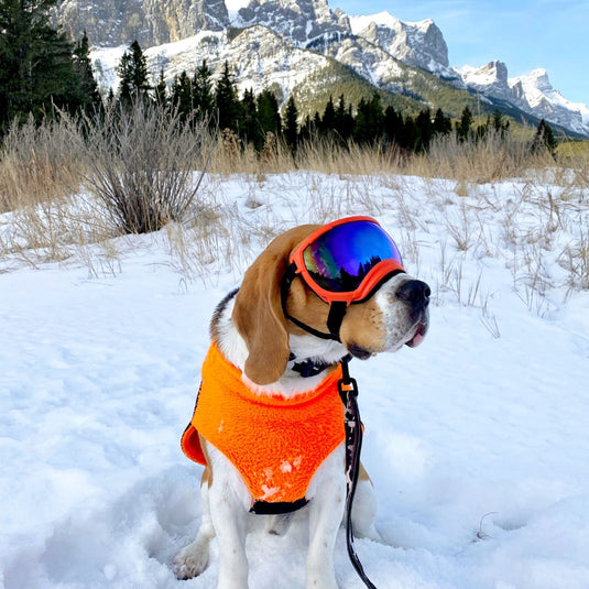 beagle wearing goggles, yellow harness, and black leash, sitting in the snow in quarry lake, canmore