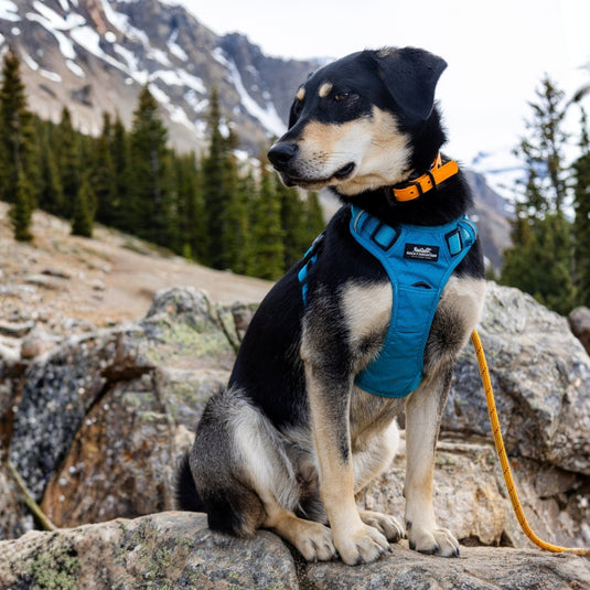5 Pawsome Reasons Your Dog Needs a Harness