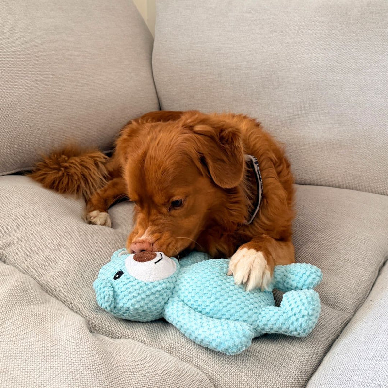 Load image into Gallery viewer, Big Bear Plush Dog Toy
