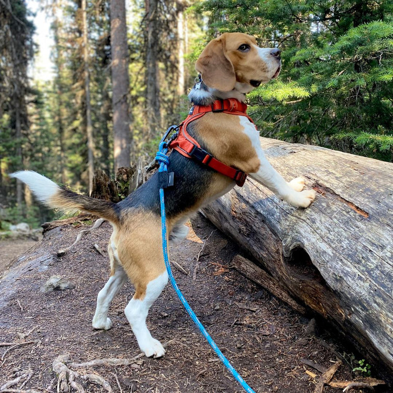 Load image into Gallery viewer, The Mountain Lakes Dog Rope Leash
