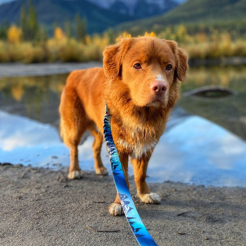 Canmore All Mountain Dog Leash
