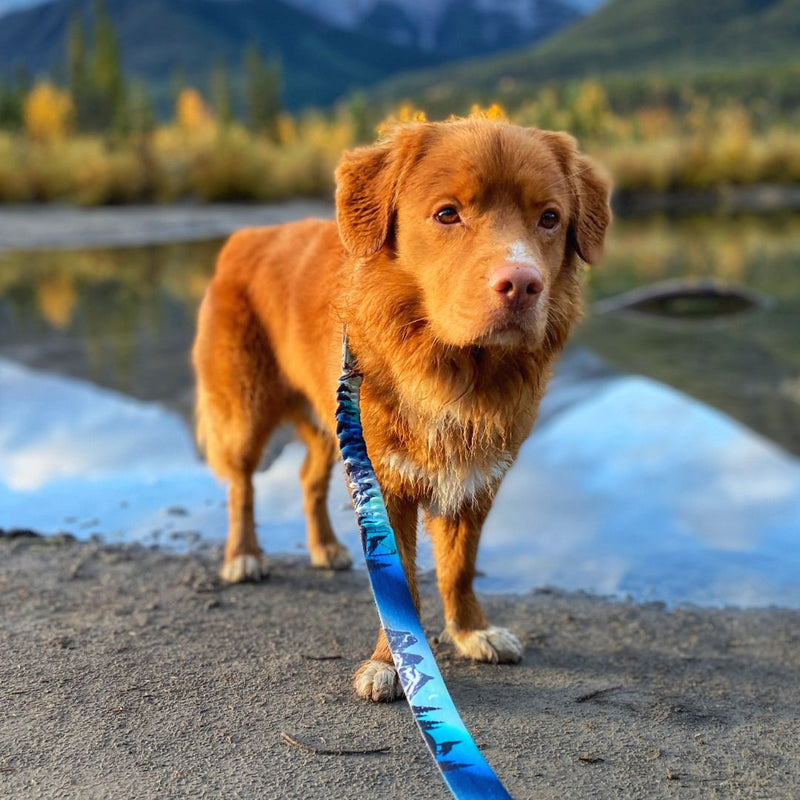 Load image into Gallery viewer, Canmore All Mountain Dog Leash
