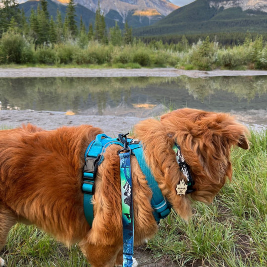 V2 Canmore Alpine Dog Collar - Rocky Mountain Dog