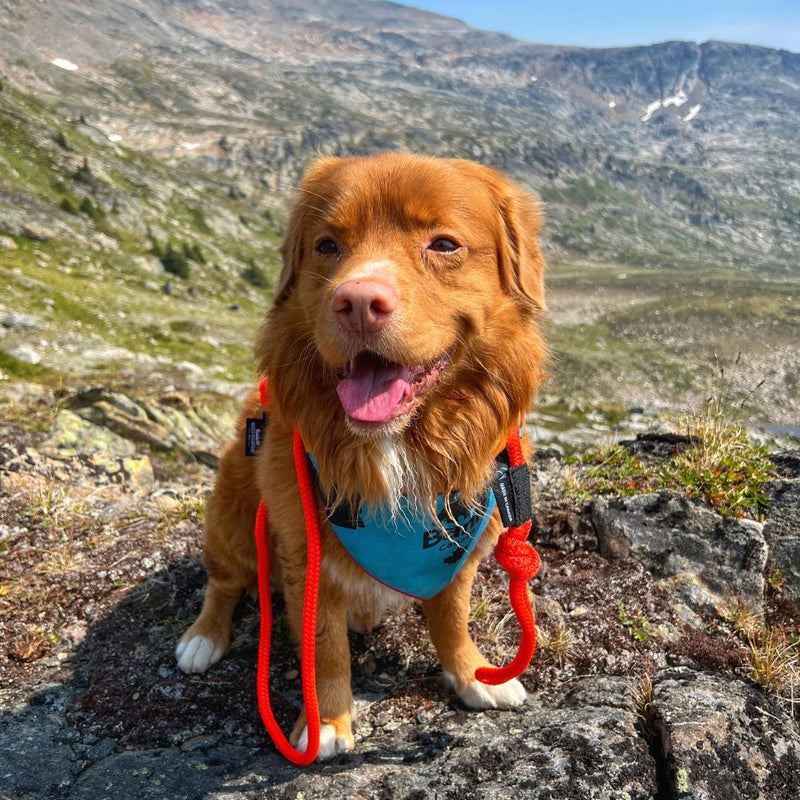 Load image into Gallery viewer, Fernie Carabiner Dog Rope Leash
