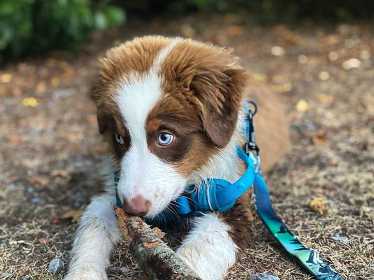 The Puppy Bundle