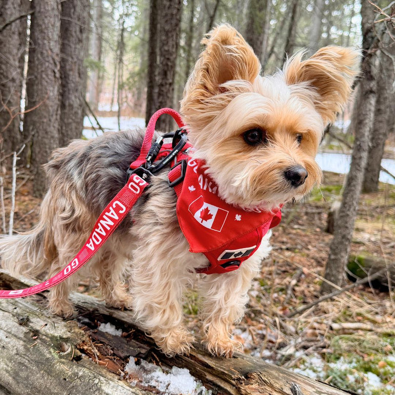 Load image into Gallery viewer, Go Canada Go Dog Bandana
