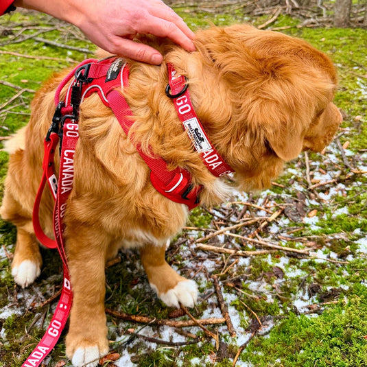 Go Canada Go Dog Collar