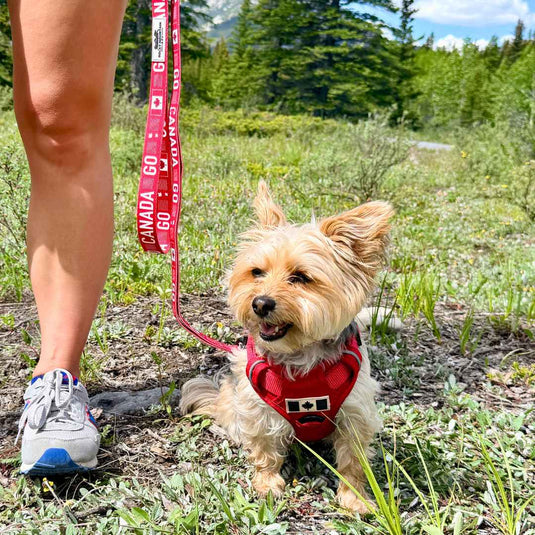 Go Canada Go Dog Leash